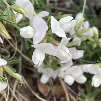 Lotus australis (Austral Trefoil) at Yarralumla, ACT - 22 Oct 2023 by JaneR