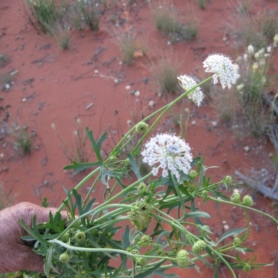 Unidentified Plant at Petermann, NT - 2 Oct 2010 by jksmits