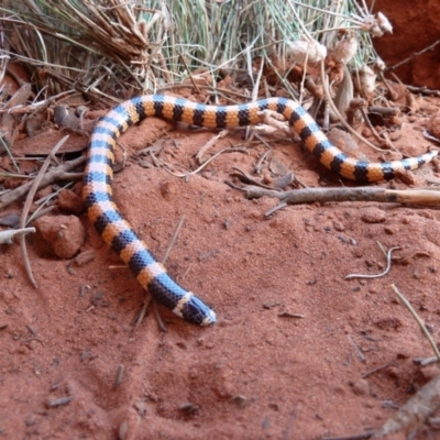 Simoselaps anomalus (Desert Banded Snake) at Petermann, NT - 5 Oct 2010 by jks