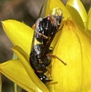 Euodynerus sp. (genus) at O'Malley, ACT - 29 Oct 2023