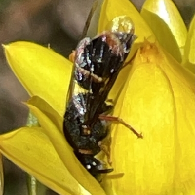 Euodynerus sp. (genus) (Mason Wasp) at O'Malley, ACT - 29 Oct 2023 by JamonSmallgoods