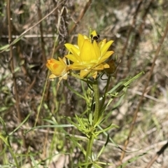 Euodynerus sp. (genus) at O'Malley, ACT - 29 Oct 2023