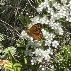 Heteronympha merope (Common Brown Butterfly) at O'Malley, ACT - 29 Oct 2023 by JamonSmallgoods