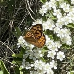 Heteronympha merope at Mugga Mugga NR (MUG) - 29 Oct 2023