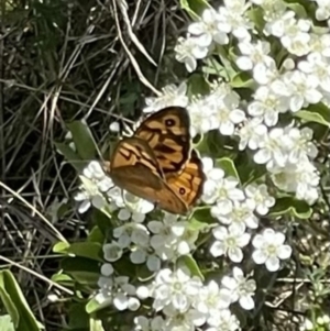 Heteronympha merope at Mugga Mugga NR (MUG) - 29 Oct 2023 11:51 AM