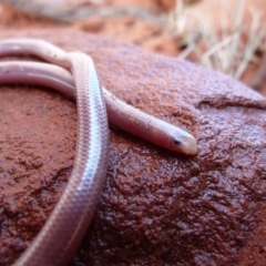 Anilios nigrescens (Blackish Blind Snake) at Petermann, NT - 5 Oct 2010 by jks