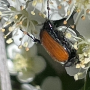 Phyllotocus sp. (genus) at O'Malley, ACT - 29 Oct 2023