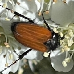 Phyllotocus sp. (genus) at O'Malley, ACT - 29 Oct 2023