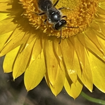 Lasioglossum (Chilalictus) lanarium (Halictid bee) at O'Malley, ACT - 29 Oct 2023 by JamonSmallgoods