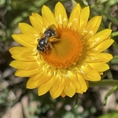 Lasioglossum (Chilalictus) lanarium at O'Malley, ACT - 29 Oct 2023