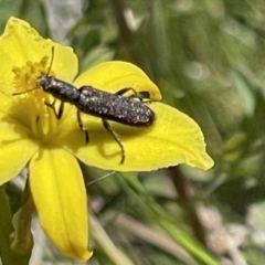 Eleale sp. (genus) (Clerid beetle) at O'Malley, ACT - 29 Oct 2023 by JamonSmallgoods