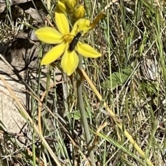 Eleale sp. (genus) at O'Malley, ACT - 29 Oct 2023