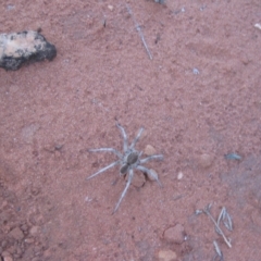 Unidentified Spider (Araneae) at Petermann, NT - 2 Oct 2010 by jks