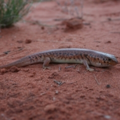 Liopholis inornata (Desert Skink) at Petermann, NT - 2 Oct 2010 by jksmits