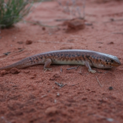 Liopholis inornata (Desert Skink) at Petermann, NT - 3 Oct 2010 by jks