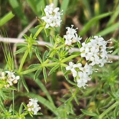 Asperula conferta (Common Woodruff) at Belconnen, ACT - 20 Oct 2023 by sangio7