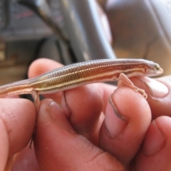 Ctenotus piankai at Petermann, NT - 3 Oct 2010 by jksmits