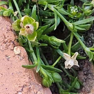 Sagina procumbens at Ngunnawal, ACT - 29 Oct 2023