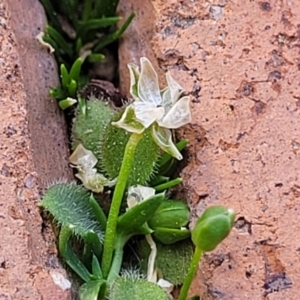 Sagina procumbens at Ngunnawal, ACT - 29 Oct 2023