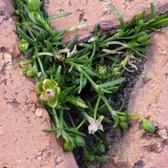 Sagina procumbens at Ngunnawal, ACT - 29 Oct 2023 02:35 PM