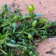 Sagina procumbens at Ngunnawal, ACT - 29 Oct 2023