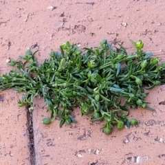 Sagina procumbens at Ngunnawal, ACT - 29 Oct 2023