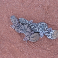 Diplodactylus conspicillatus (Fat-Tailed Diplodactylus) at Petermann, NT - 3 Oct 2010 by jks