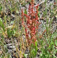 Rumex acetosella (Sheep Sorrel) at Kambah, ACT - 29 Oct 2023 by galah681