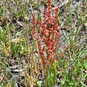 Rumex acetosella at Kambah, ACT - 29 Oct 2023