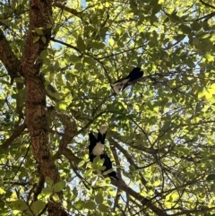 Rhipidura leucophrys (Willie Wagtail) at National Arboretum Forests - 29 Oct 2023 by courtneyb