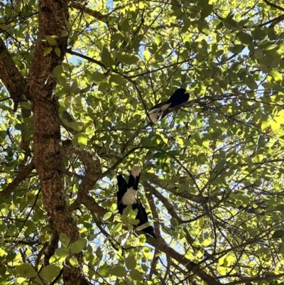 Rhipidura leucophrys (Willie Wagtail) at Yarralumla, ACT - 29 Oct 2023 by courtneyb