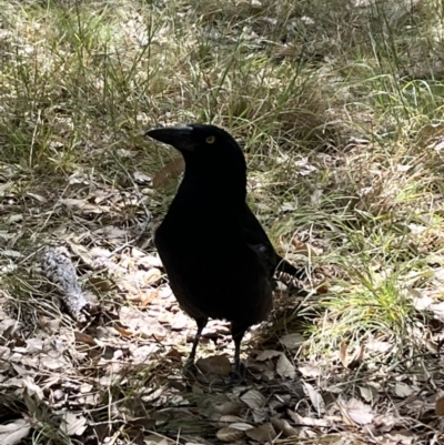 Strepera graculina (Pied Currawong) at National Arboretum Forests - 29 Oct 2023 by courtneyb