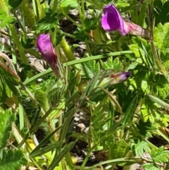 Vicia sativa (Common Vetch) at Little Taylor Grasslands - 29 Oct 2023 by galah681