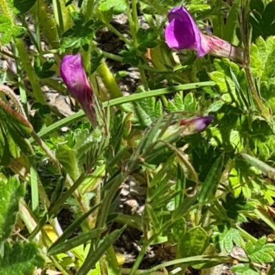 Vicia sativa (Common Vetch) at Little Taylor Grasslands - 29 Oct 2023 by galah681