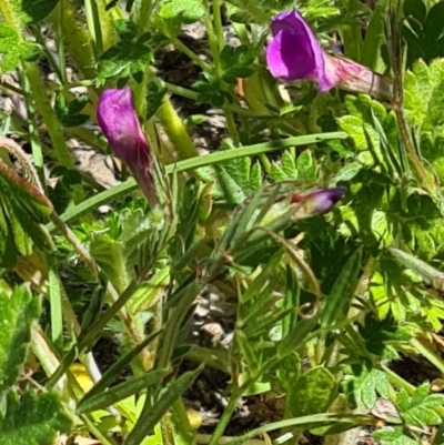 Vicia sativa (Common Vetch) at Kambah, ACT - 29 Oct 2023 by galah681