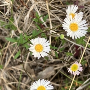 Erigeron karvinskianus at Hall, ACT - 28 Oct 2023