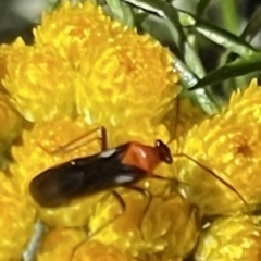 Trilaccus mimeticus (Braconid-mimic plant bug) at Deakin, ACT - 29 Oct 2023 by JamonSmallgoods