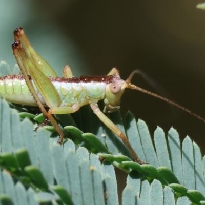 Conocephalus semivittatus (Meadow katydid) at Bandiana, VIC - 27 Oct 2023 by KylieWaldon