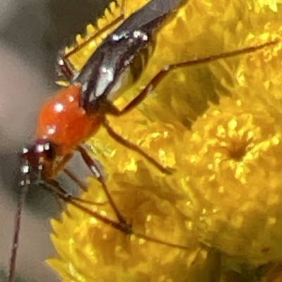 Trilaccus mimeticus (Braconid-mimic plant bug) at Deakin, ACT - 28 Oct 2023 by JamonSmallgoods