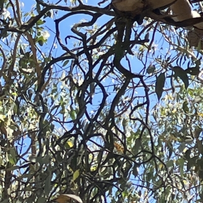 Muellerina eucalyptoides (Creeping Mistletoe) at Hall, ACT - 29 Oct 2023 by strigo