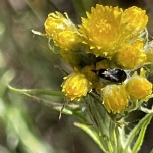 Mordella sp. (genus) at Deakin, ACT - 29 Oct 2023