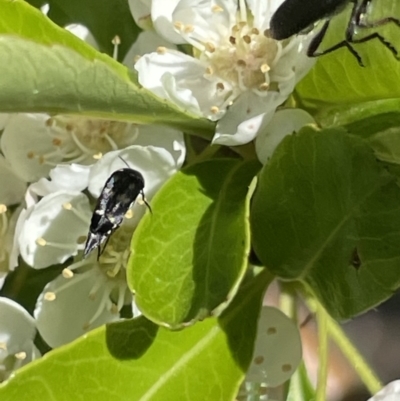 Mordella sp. (genus) (Pintail or tumbling flower beetle) at Deakin, ACT - 28 Oct 2023 by JamonSmallgoods
