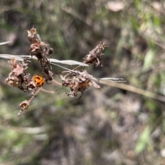 Coccinella transversalis (Transverse Ladybird) at Deakin, ACT - 28 Oct 2023 by JamonSmallgoods