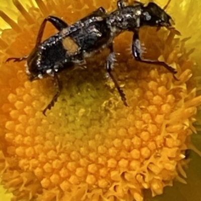 Eleale pulchra (Clerid beetle) at Deakin, ACT - 28 Oct 2023 by JamonSmallgoods