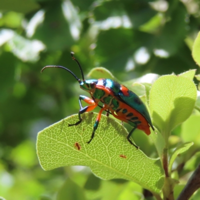 Scutiphora pedicellata (Metallic Jewel Bug) at Braidwood, NSW - 29 Oct 2023 by MatthewFrawley