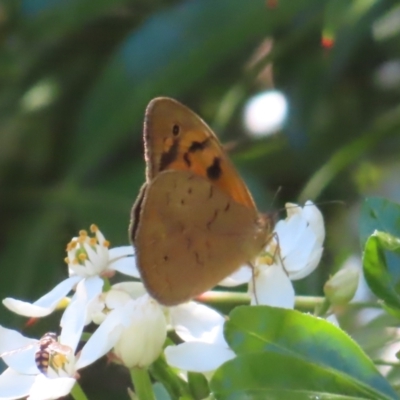 Heteronympha merope (Common Brown Butterfly) at Braidwood, NSW - 29 Oct 2023 by MatthewFrawley