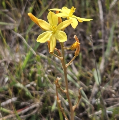 Bulbine bulbosa (Golden Lily) at Belconnen, ACT - 22 Oct 2023 by sangio7