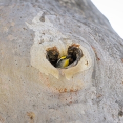 Pardalotus striatus (Striated Pardalote) at Symonston, ACT - 28 Oct 2023 by trevsci