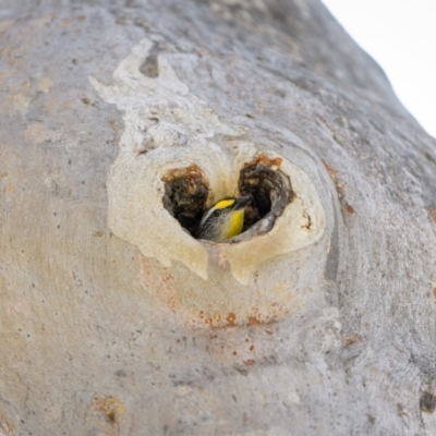 Pardalotus striatus (Striated Pardalote) at Callum Brae - 28 Oct 2023 by trevsci