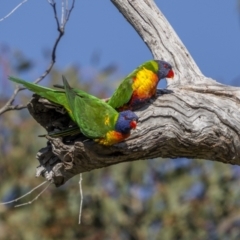Trichoglossus moluccanus (Rainbow Lorikeet) at Symonston, ACT - 29 Oct 2023 by trevsci